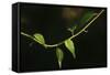 Digital Painting Leafs And Vine At Dusk-Anthony Paladino-Framed Stretched Canvas