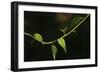 Digital Painting Leafs And Vine At Dusk-Anthony Paladino-Framed Giclee Print