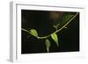 Digital Painting Leafs And Vine At Dusk-Anthony Paladino-Framed Giclee Print