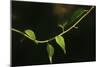 Digital Painting Leafs And Vine At Dusk-Anthony Paladino-Mounted Giclee Print