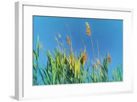 Digital Painting Phragmites Against Blue Sky-Anthony Paladino-Framed Giclee Print