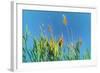 Digital Painting Phragmites Against Blue Sky-Anthony Paladino-Framed Giclee Print