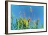 Digital Painting Phragmites Against Blue Sky-Anthony Paladino-Framed Giclee Print