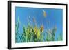 Digital Painting Phragmites Against Blue Sky-Anthony Paladino-Framed Giclee Print