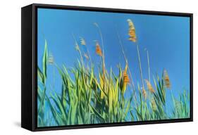 Digital Painting Phragmites Against Blue Sky-Anthony Paladino-Framed Stretched Canvas