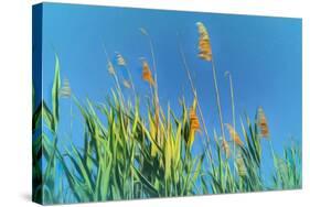 Digital Painting Phragmites Against Blue Sky-Anthony Paladino-Stretched Canvas