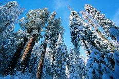 Giant Redwoods in Winter, Sequoia National Park, California, USA-Digital Vision-Photographic Print
