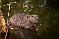 Beaver Sitting in a River, close Up-Digital Wildlife Scotland-Framed Stretched Canvas