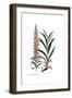 Digitalis ferruginea, Flora Graeca-Ferdinand Bauer-Framed Giclee Print