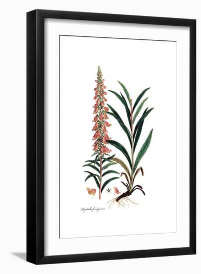 Digitalis ferruginea, Flora Graeca-Ferdinand Bauer-Framed Giclee Print