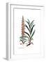 Digitalis ferruginea, Flora Graeca-Ferdinand Bauer-Framed Giclee Print