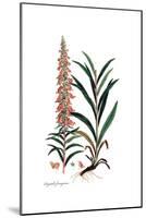 Digitalis ferruginea, Flora Graeca-Ferdinand Bauer-Mounted Giclee Print