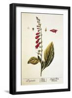 Digitalis Plant, 18th Century-Science Photo Library-Framed Photographic Print