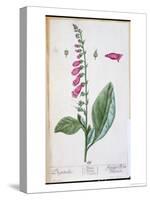 Digitalis Purpurea, from "Herbarium Blackwellianum," 1757-Elizabeth Blackwell-Stretched Canvas