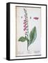 Digitalis Purpurea, from "Herbarium Blackwellianum," 1757-Elizabeth Blackwell-Framed Stretched Canvas