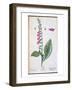 Digitalis Purpurea, from "Herbarium Blackwellianum," 1757-Elizabeth Blackwell-Framed Giclee Print