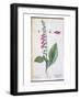 Digitalis Purpurea, from "Herbarium Blackwellianum," 1757-Elizabeth Blackwell-Framed Giclee Print