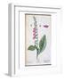 Digitalis Purpurea, from "Herbarium Blackwellianum," 1757-Elizabeth Blackwell-Framed Giclee Print