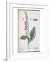 Digitalis Purpurea, from "Herbarium Blackwellianum," 1757-Elizabeth Blackwell-Framed Giclee Print