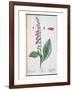 Digitalis Purpurea, from "Herbarium Blackwellianum," 1757-Elizabeth Blackwell-Framed Giclee Print