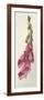 Digitalis Purpurea-F Edward Hulme-Framed Art Print