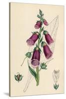 Digitalis Purpurea-null-Stretched Canvas