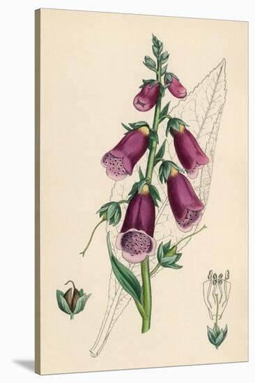 Digitalis Purpurea-null-Stretched Canvas