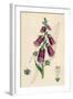 Digitalis Purpurea-null-Framed Art Print