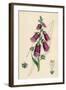 Digitalis Purpurea-null-Framed Art Print