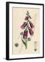 Digitalis Purpurea-null-Framed Art Print