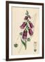 Digitalis Purpurea-null-Framed Art Print