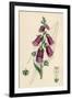 Digitalis Purpurea-null-Framed Art Print