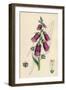 Digitalis Purpurea-null-Framed Art Print