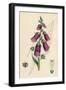 Digitalis Purpurea-null-Framed Art Print