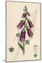 Digitalis Purpurea-null-Mounted Art Print