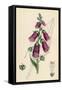 Digitalis Purpurea-null-Framed Stretched Canvas