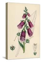 Digitalis Purpurea-null-Stretched Canvas