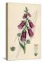 Digitalis Purpurea-null-Stretched Canvas