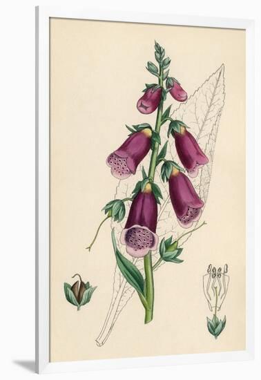 Digitalis Purpurea-null-Framed Art Print