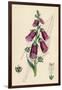 Digitalis Purpurea-null-Framed Art Print