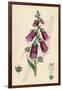 Digitalis Purpurea-null-Framed Art Print