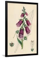 Digitalis Purpurea-null-Framed Art Print