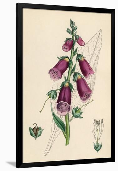 Digitalis Purpurea-null-Framed Art Print