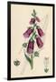 Digitalis Purpurea-null-Framed Art Print