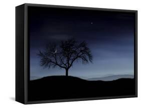 Digitally Generated Image of a Tree And the Moon-Stocktrek Images-Framed Stretched Canvas