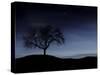 Digitally Generated Image of a Tree And the Moon-Stocktrek Images-Stretched Canvas