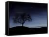 Digitally Generated Image of a Tree And the Moon-Stocktrek Images-Framed Stretched Canvas