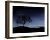 Digitally Generated Image of a Tree And the Moon-Stocktrek Images-Framed Premium Photographic Print