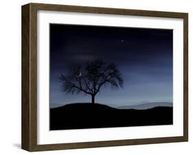 Digitally Generated Image of a Tree And the Moon-Stocktrek Images-Framed Premium Photographic Print