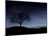 Digitally Generated Image of a Tree And the Moon-Stocktrek Images-Mounted Premium Photographic Print